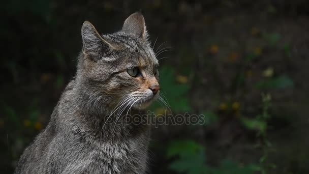 Avrupa vahşi kedi portresi. Yakın çekim. — Stok video