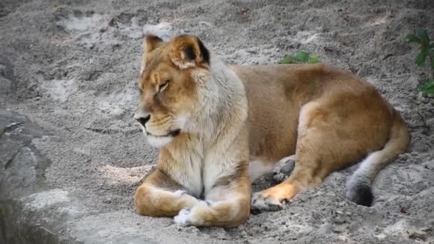 Feche a leoa descansando no chão — Vídeo de Stock