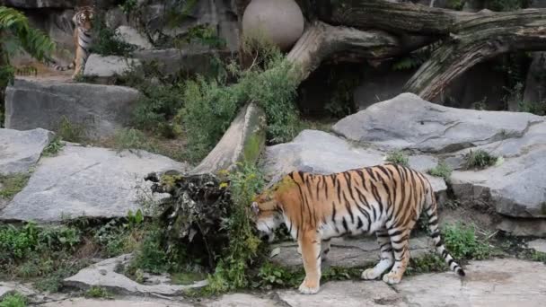 Two tigers play fight in zoo enclosure — Stock Video