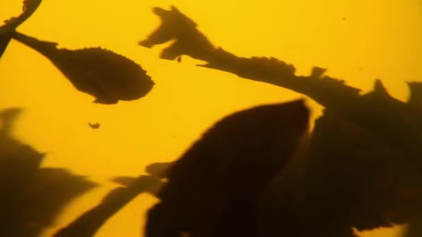 Green tea leaves float spin in glass teapot — Stock Video