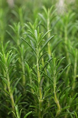 Yeşil taze biberiye baharatlı ot lahanası
