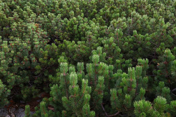 Pine bomen bergbos — Stockfoto