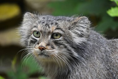 Manul Pallas kedi portre kadar kapatın