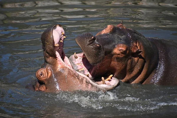 Couple Hippos Swim Play Water — Stock Photo, Image