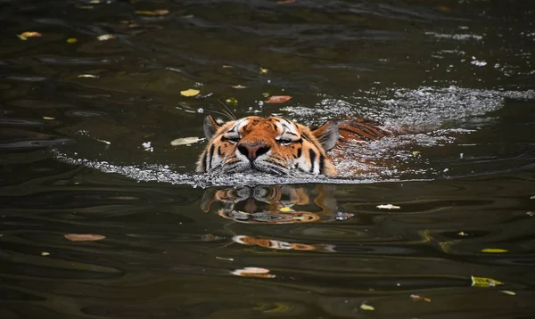 Sibirischer Amurtiger Schwimmt Wasser — Stockfoto