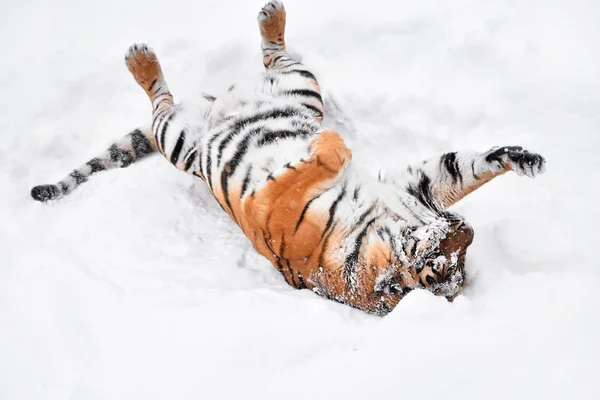Tigre siberiano jogando na neve de inverno branco — Fotografia de Stock