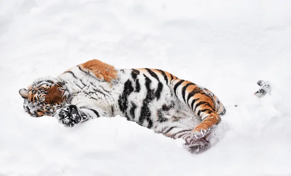 Sibirischer Tiger spielt im weißen Winterschnee — Stockfoto