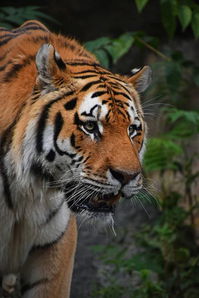 Nahaufnahme Porträt Eines Reifen Sibirischen Tigermännchens — Stockfoto
