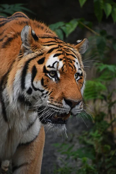 Gros Plan Portrait Tigre Sibérien Mature Mâle — Photo