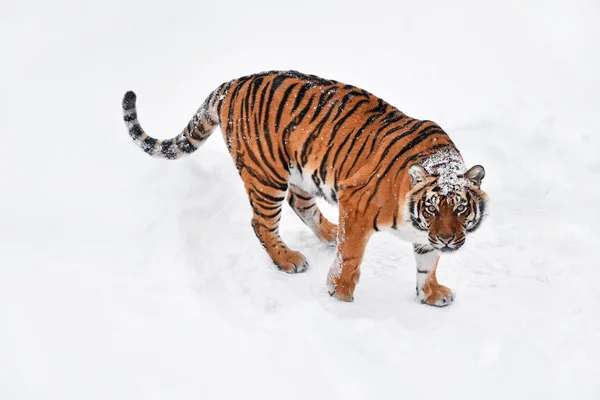 Siberian tiger standing in white winter snow — Stock Photo, Image