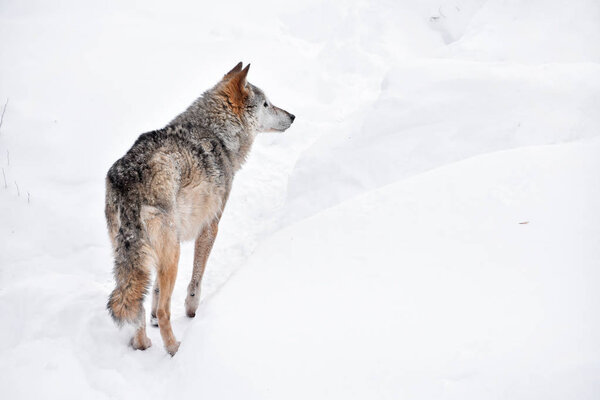 Close up full length rear view portrait of one grey wolf standing in deep winter snow and looking away alerted, high angle