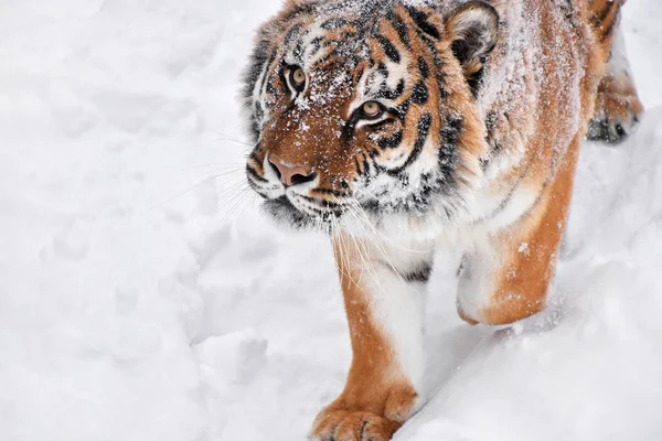 在冬雪中特写西伯利亚虎画像 — 图库照片