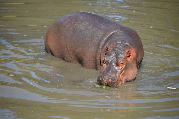 One Hippo Swims Walks Water — Stock Photo, Image