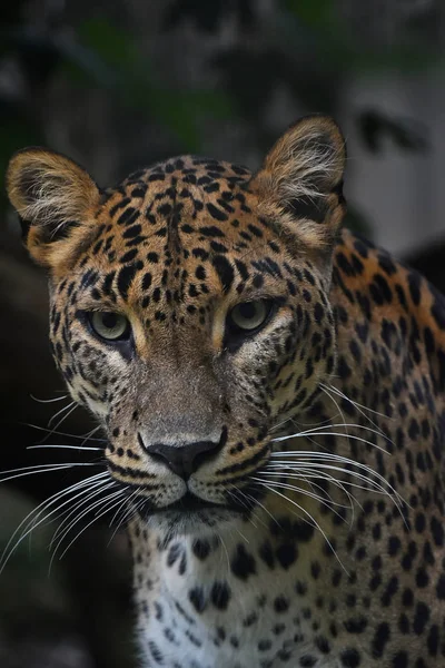 Ritratto ravvicinato del leopardo persiano — Foto Stock