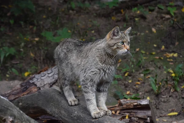 European wildcat standing side view close up — Stock Photo, Image