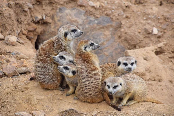 Portrait Rapproché Famille Meerkat Détournant Les Yeux — Photo