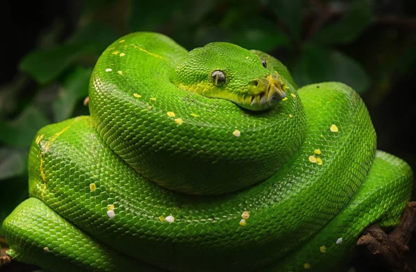 Green tree python profile portrait close up — Stock Photo, Image