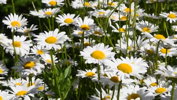 White chamomile daisy flowers in wind close up — Stock Video