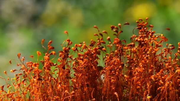 Moss dans hareketi sonrası yağmur damlaları — Stok video