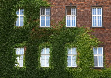 Ivy ile mantled duvar eski ev Windows