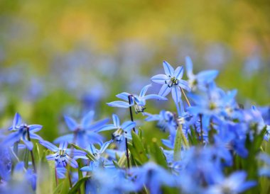 Mavi bahar Scilla çiçekleri kapatın