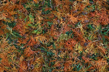 Mazı (bitki) sedir yaprakları sonbaharda arka kapatmak