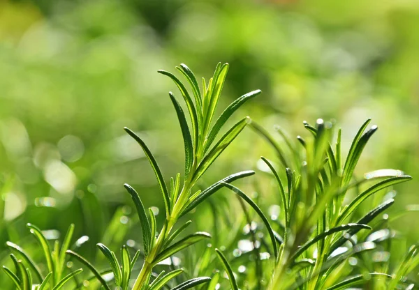 Brotos de alecrim frescos verdes de ervas picantes — Fotografia de Stock