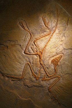 Archaeopteryx taşlaşmış fosil kalıntıları kadar kapatın