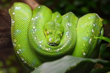 Yeşil ağaç python (Morelia viridis) yakından