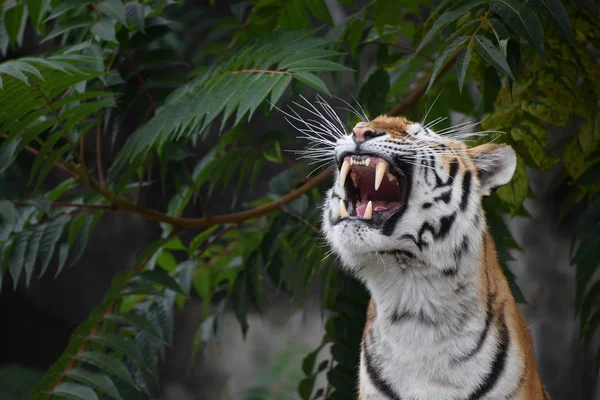 Портрет сибирского амурского тигра — стоковое фото