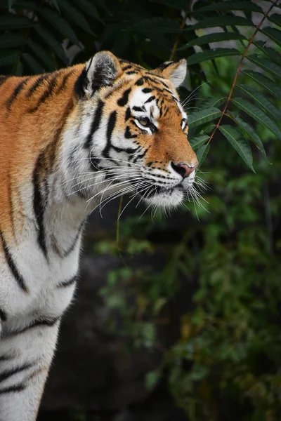 Close-up van portret van de Amoer van de Siberische tijger — Stockfoto