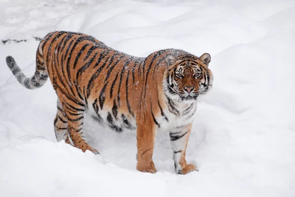 Siberische tijger staande in witte wintersneeuw — Stockfoto