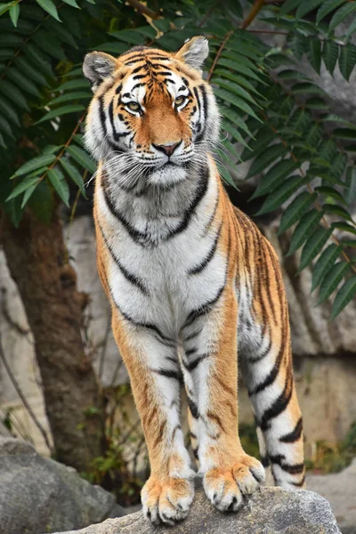 Close up front portrait of Siberian Amur tiger — Stock Photo, Image