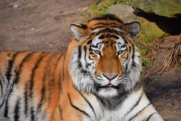 Retrato de cerca del tigre de Amur siberiano — Foto de Stock