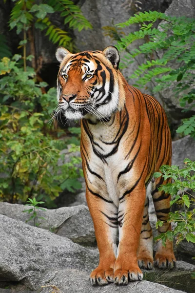 Close up front portrait of Indochinese tiger — Stock Photo, Image