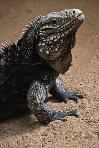 Close up portrait of Cuban ground rock iguana — Stock Photo, Image