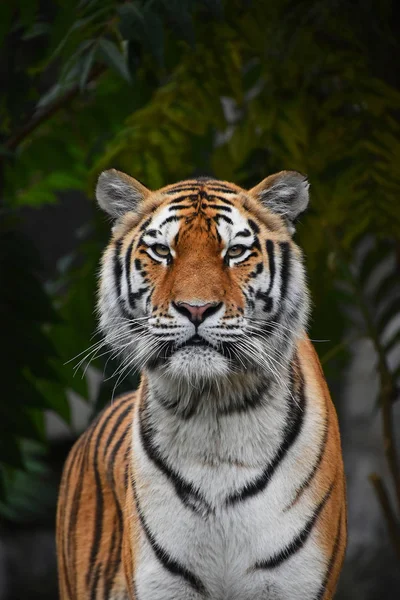 Nahaufnahme Porträt des sibirischen Amur-Tigers — Stockfoto