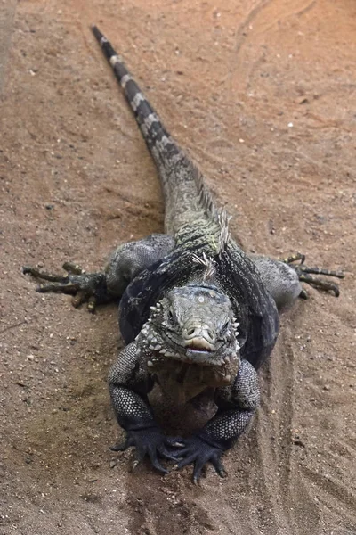 Close up full length portrait of blue iguana — Stock Photo, Image