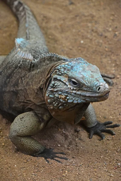 Close up portrait of blue iguana — Stock Photo, Image