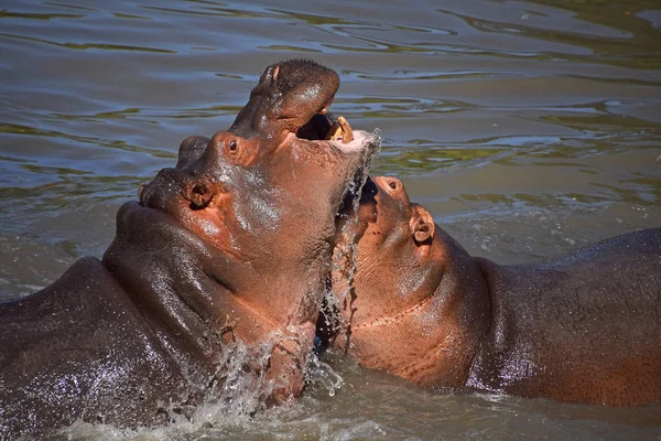 Par Hipopótamos Nadan Juegan Agua — Foto de Stock