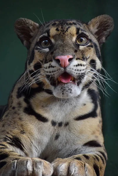 Nahaufnahme Porträt des trüben Leoparden — Stockfoto