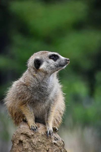 Portret meerkat patrząc od hotelu z bliska — Zdjęcie stockowe