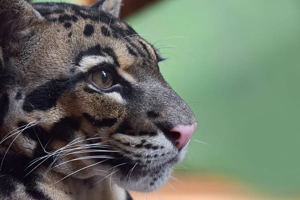 Retrato de perfil cercano de leopardo nublado —  Fotos de Stock