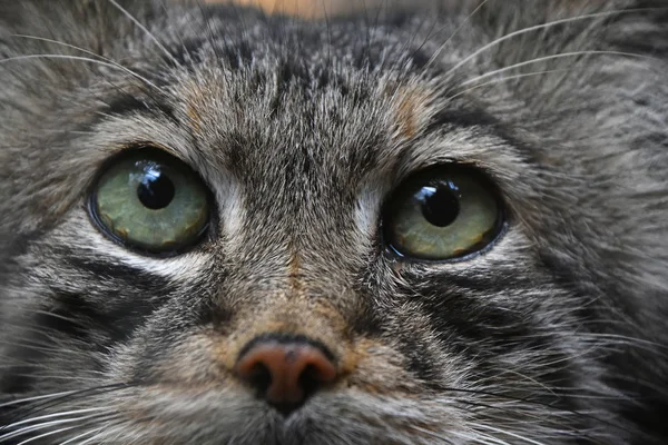 Extremo primer plano retrato de manul gato — Foto de Stock