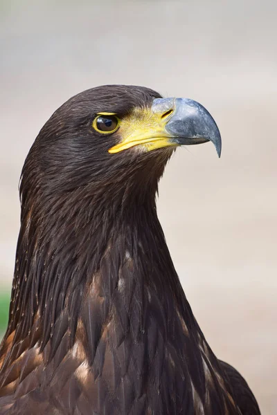 Close up profile portrait of Golden eagle on grey — Stock Photo, Image