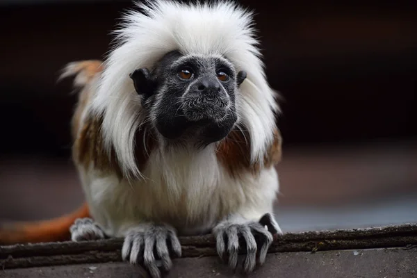 Algodón tamarin superior sentado en la azotea — Foto de Stock