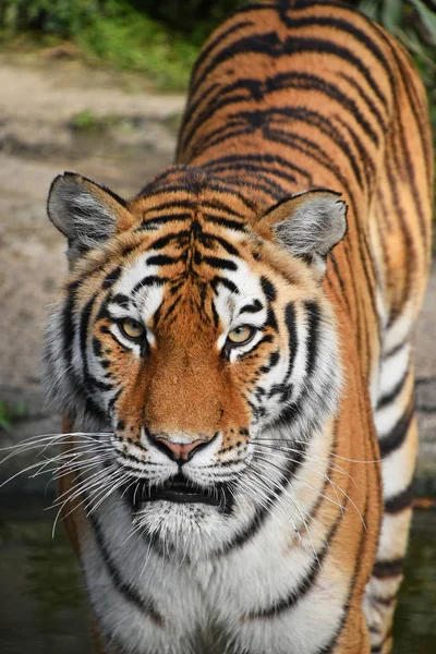 Ön Sibirya Amur kaplanı portresi kapatın — Stok fotoğraf