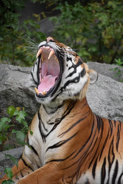 Primer retrato del tigre indochino — Foto de Stock