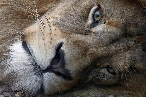 Ekstremalnych bliska portret Lwa afrykańskiego — Zdjęcie stockowe