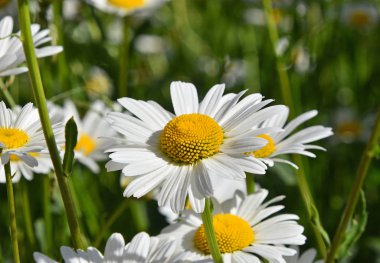Beyaz papatya çiçeklerini kapatın